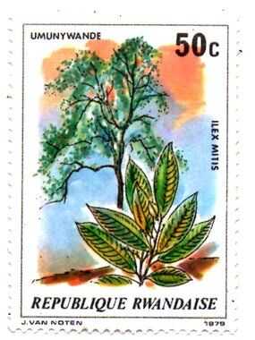 Framed Collectible Postage Stamp - African Holly